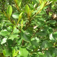 Magnolia figo (Lour.) DC.